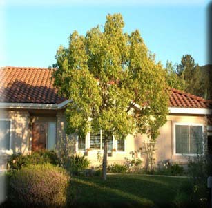 Low Maint. Trees